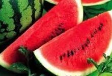 البطيخ الأحمر